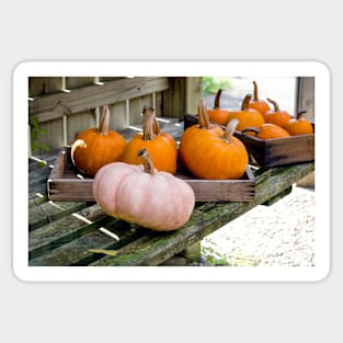 Halloween pumpkins in the potting shed Sticker